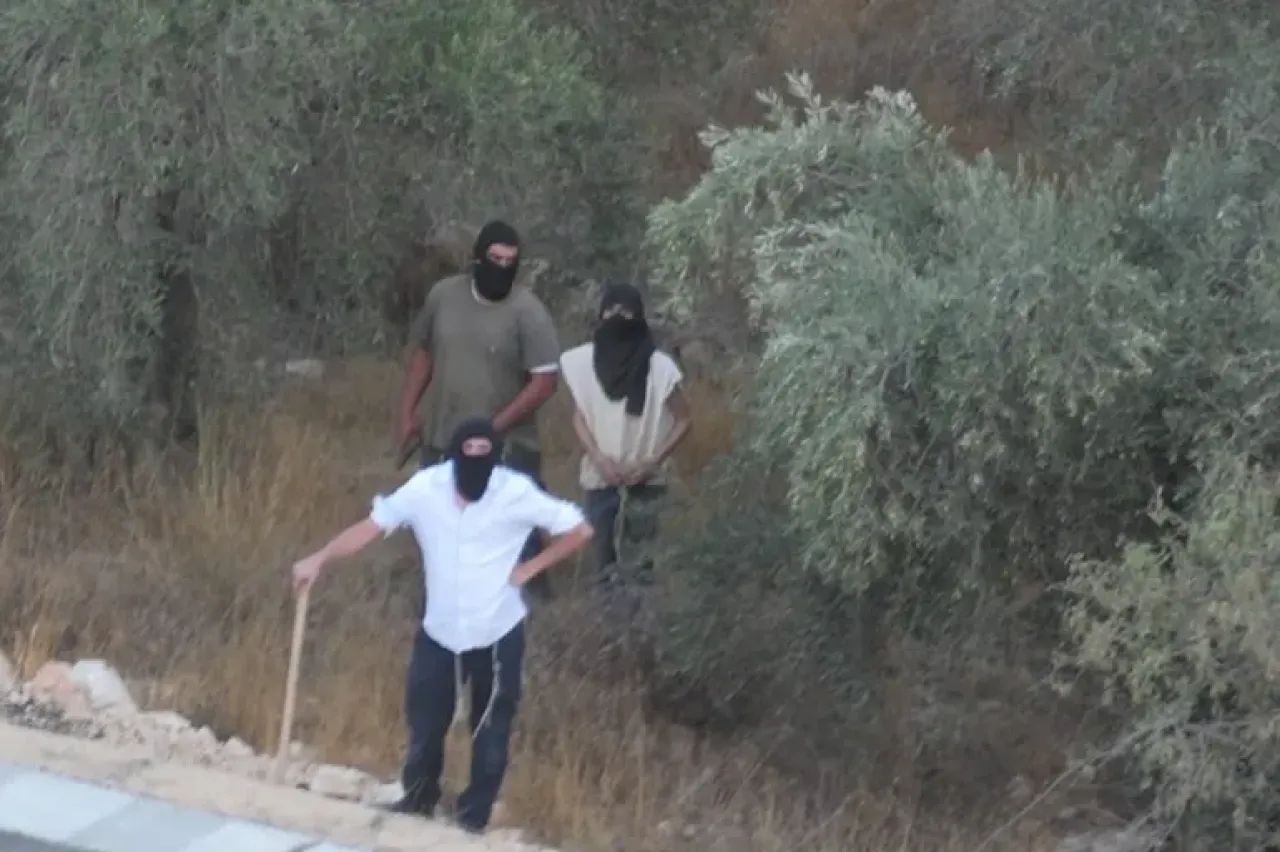 هيئة فلسطينية: موسم قطف الزيتون هذا العام هو الأصعب