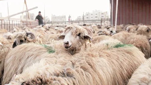 الأردن يوقف تصدير الخراف (تفاصيل) 
