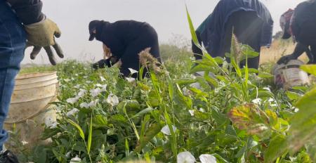 الهطولات المطرية الأخيرة تنعش الزراعة في لواء البترا