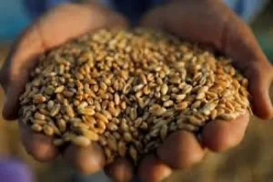 الزراعة تبدأ باستقبال الحبوب من المزارعين