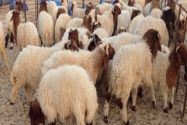 خبير اقتصادي: كلفة العيد قد تتجاوز ألف دينار على الأسرة الأردنية