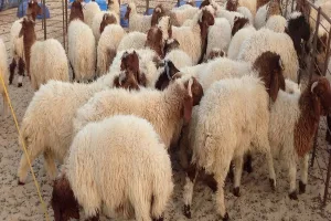 خبير اقتصادي: كلفة العيد قد تتجاوز ألف دينار على الأسرة الأردنية