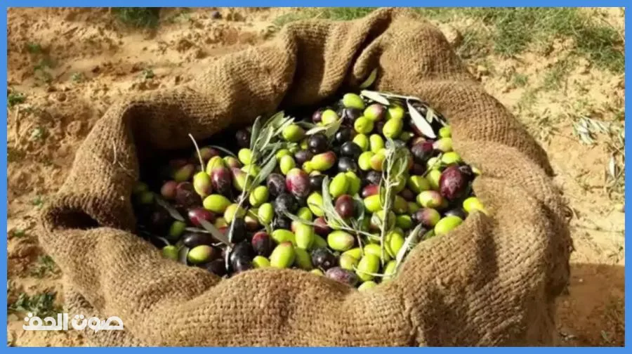 نقيب أصحاب المعاصر يدعو لتأخير قطاف الزيتون أسبوعين