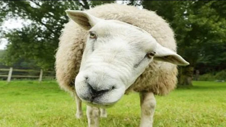 هكذا يستقبل الاردنيون الخروف الجورجي