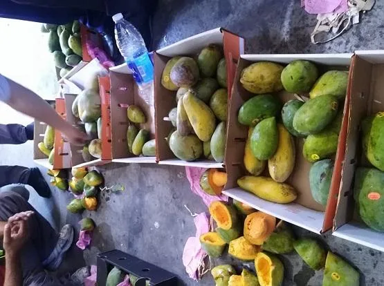 الزراعة ترفض ادخال 5 الاف طن