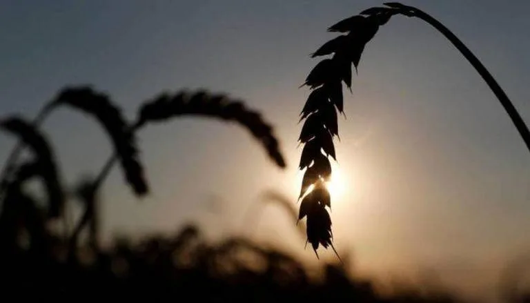 مصر تمدد حظر تصدير القمح والذرة