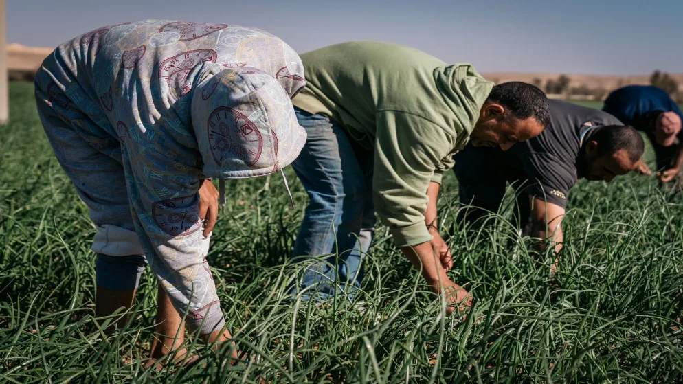 حلول التكييف المناخي للمزارعين الأردنيين بين إمكانية التطبيق وضعف التمويل - فيديو