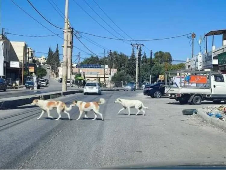 طلبة في #اربد يمتنعون عن الدوام خوفا من الكلاب.. والتربية تلوح بتطبيق نظام الغياب عليهم