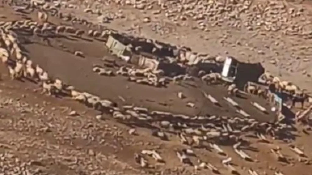 بعد الصين.. قطيع من الأغنام تدور حول نفسها بالأردن