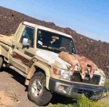 مذبحة جديدة لغزلان الأردن