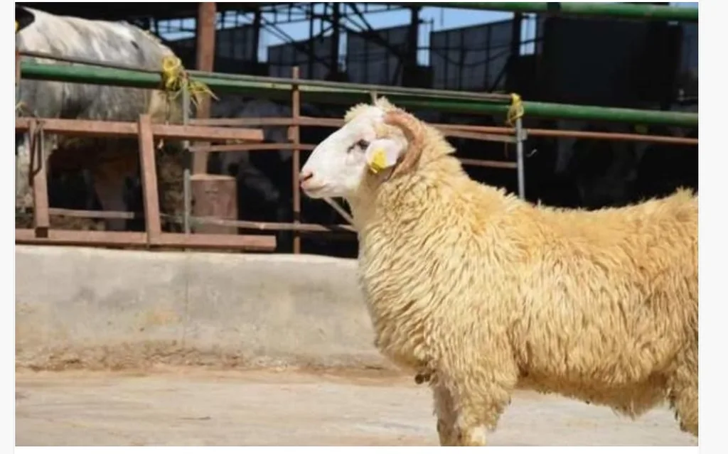 رسميا .. تراخيص لاستيراد اللحوم الجورجية للأردن