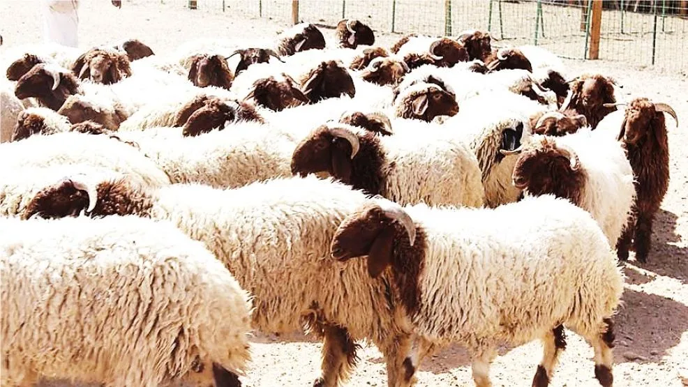 أمانة عمان تتجه لعدم فرض رسوم على حظائر الأضاحي