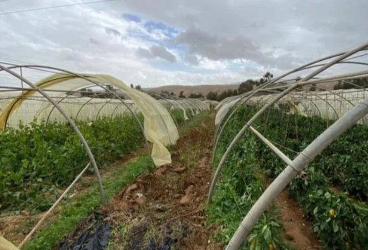 دعوة المزارعين لحماية البيوت البلاستيكية في الأغوار