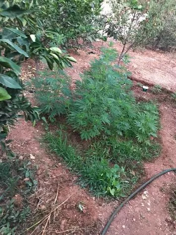 ضبط مزرعة مارجوانا في البلقاء