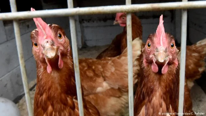 بسبب إنفلونزا الطيور.. الزراعة تعلق استيراد الطيور ومنتجاتها من عدة دول