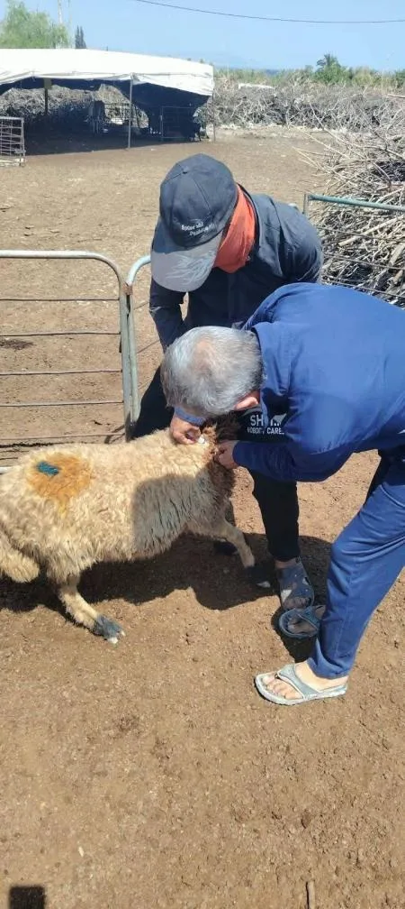 زراعة الأغوار الشمالية تدعو للتعاون مع حملة التطعيم ضد الحمى القلاعية