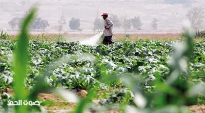 الزراعة تدعو المزارعين المتضررين من الرياح والأمطار والبرد إلى مراجعة مديرياتها