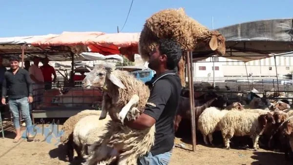 الأمانة تعلن عن شروط ومواقع بيع وذبح الأضاحي (مواقع)