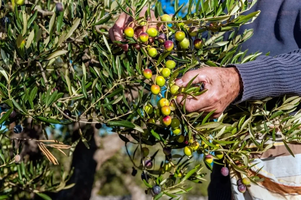 انخفاض إنتاج الزيتون في جرش 90% مقارنة بالعام الماضي