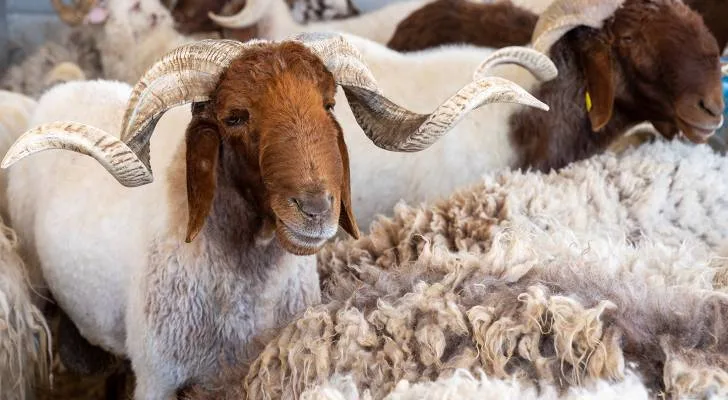 الكواليت: عروض الأضاحي عبر منصات التواصل نصب واحتيال .. وسعر البلدي 250 ديناراً