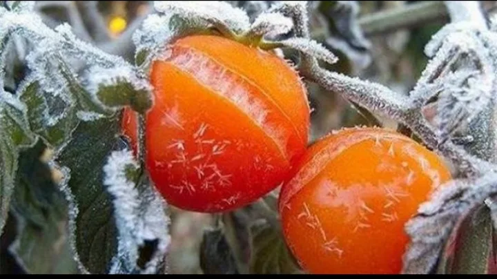 البلاونة يحذر المزارعين من موجات الصقيع